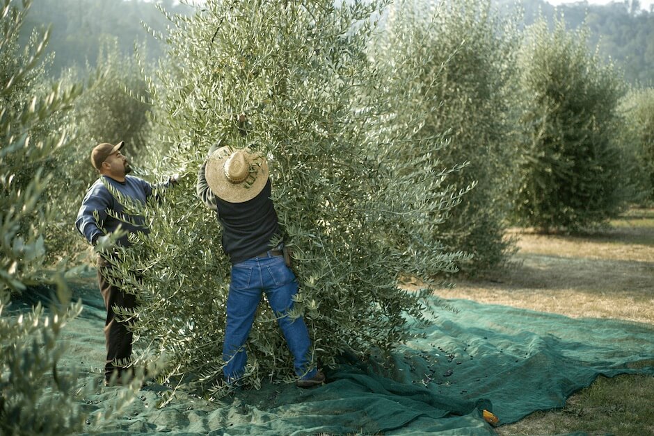 olive trees being harvested