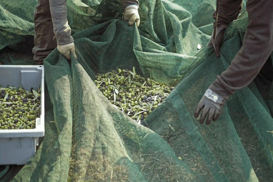 bags of olives and olive branches from harvest