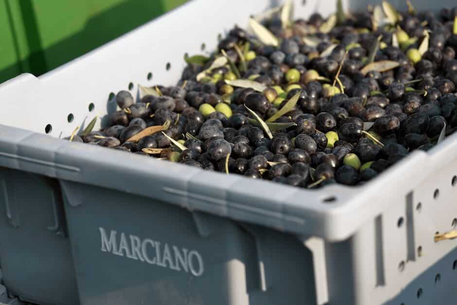 olives in marciano bucket