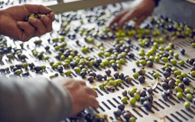 From Grove to Bottle: A Milling Day at Marciano Estate