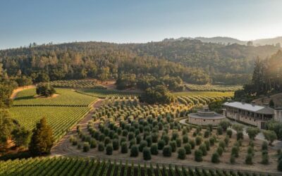 Napa Harvest Wine Tasting: Why September and October Book Out Early