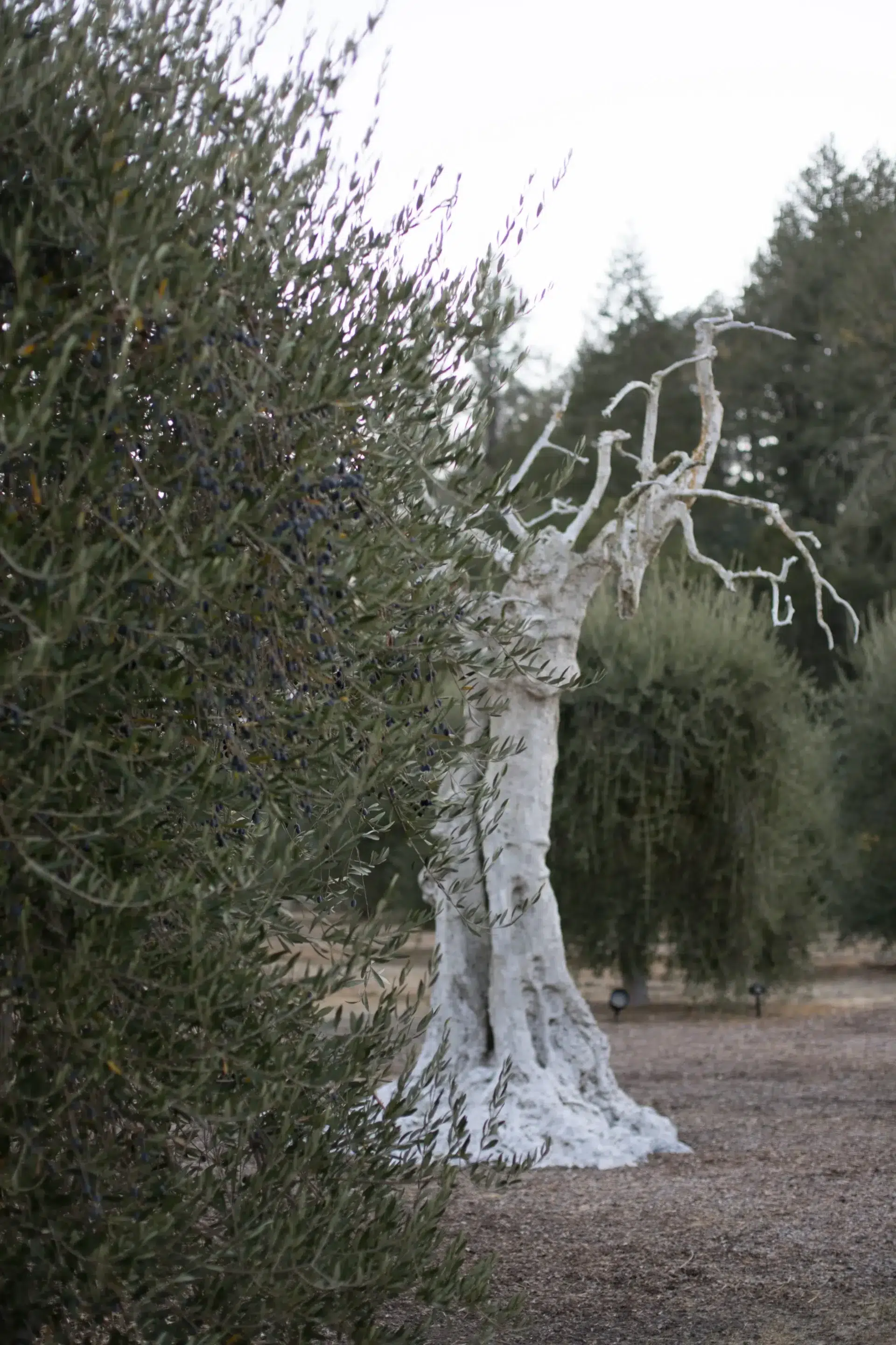 Symbolic old olive tree among thriving olive groves at Marciano Estate, reflecting Napa Valley tradition and sustainability.